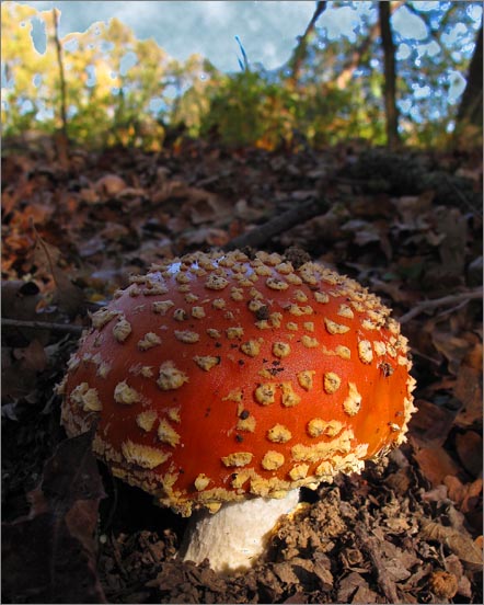 sm 094.jpg - The immature button stage of the Fly Amanita Mushroom (Amanita muscaria).